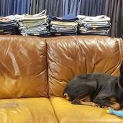 franks dog